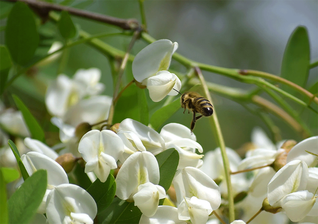 Highland Acacia Honey
